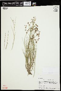 Juncus articulatus image