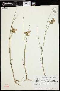 Juncus articulatus image