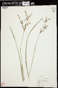 Juncus articulatus image