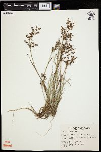 Juncus articulatus image