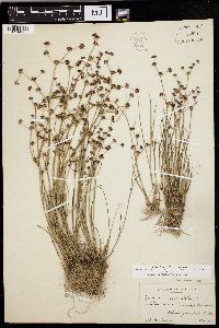 Juncus articulatus image