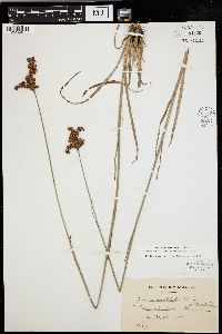 Juncus articulatus image