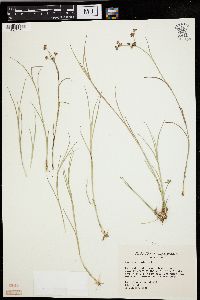 Juncus articulatus image