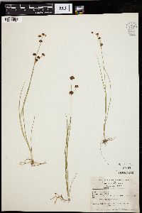 Juncus nevadensis image