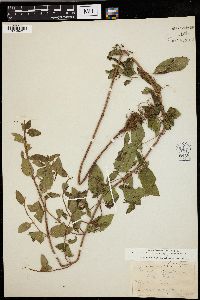 Mentha aquatica image