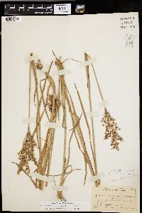 Juncus biflorus image