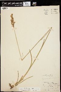 Juncus biflorus image