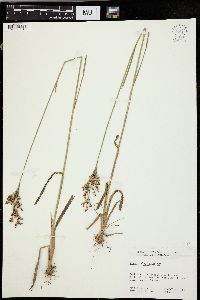 Juncus biflorus image