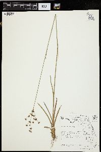 Juncus biflorus image