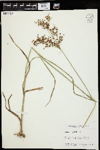 Juncus biflorus image