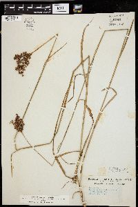 Juncus biflorus image