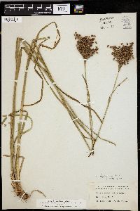 Juncus biflorus image