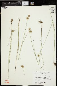 Juncus brachycarpus image