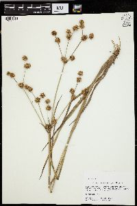 Juncus brachycarpus image