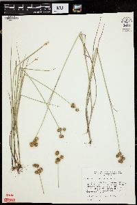 Juncus brachycarpus image