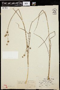 Juncus brachycarpus image