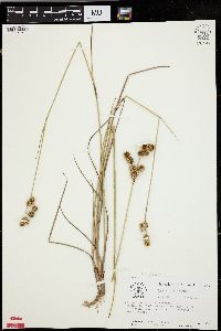 Juncus brachycarpus image