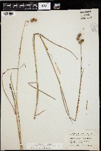 Juncus brachycarpus image