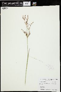 Juncus brachycephalus image