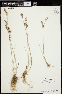 Juncus brevicaudatus image