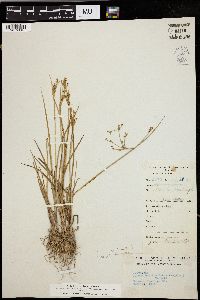 Juncus brevicaudatus image