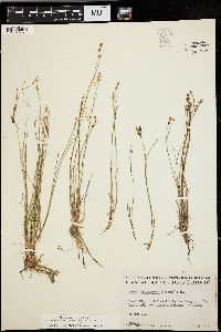 Juncus brevicaudatus image