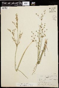 Juncus brevicaudatus image