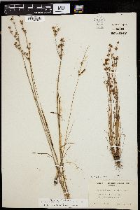 Juncus brevicaudatus image