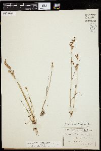 Juncus brevicaudatus image