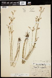 Juncus brevicaudatus image