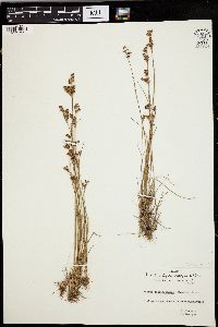 Juncus brevicaudatus image