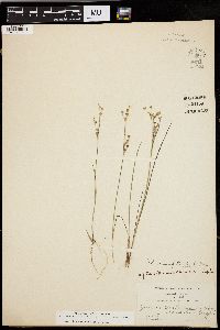 Juncus brevicaudatus image