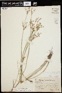 Juncus brevicaudatus image