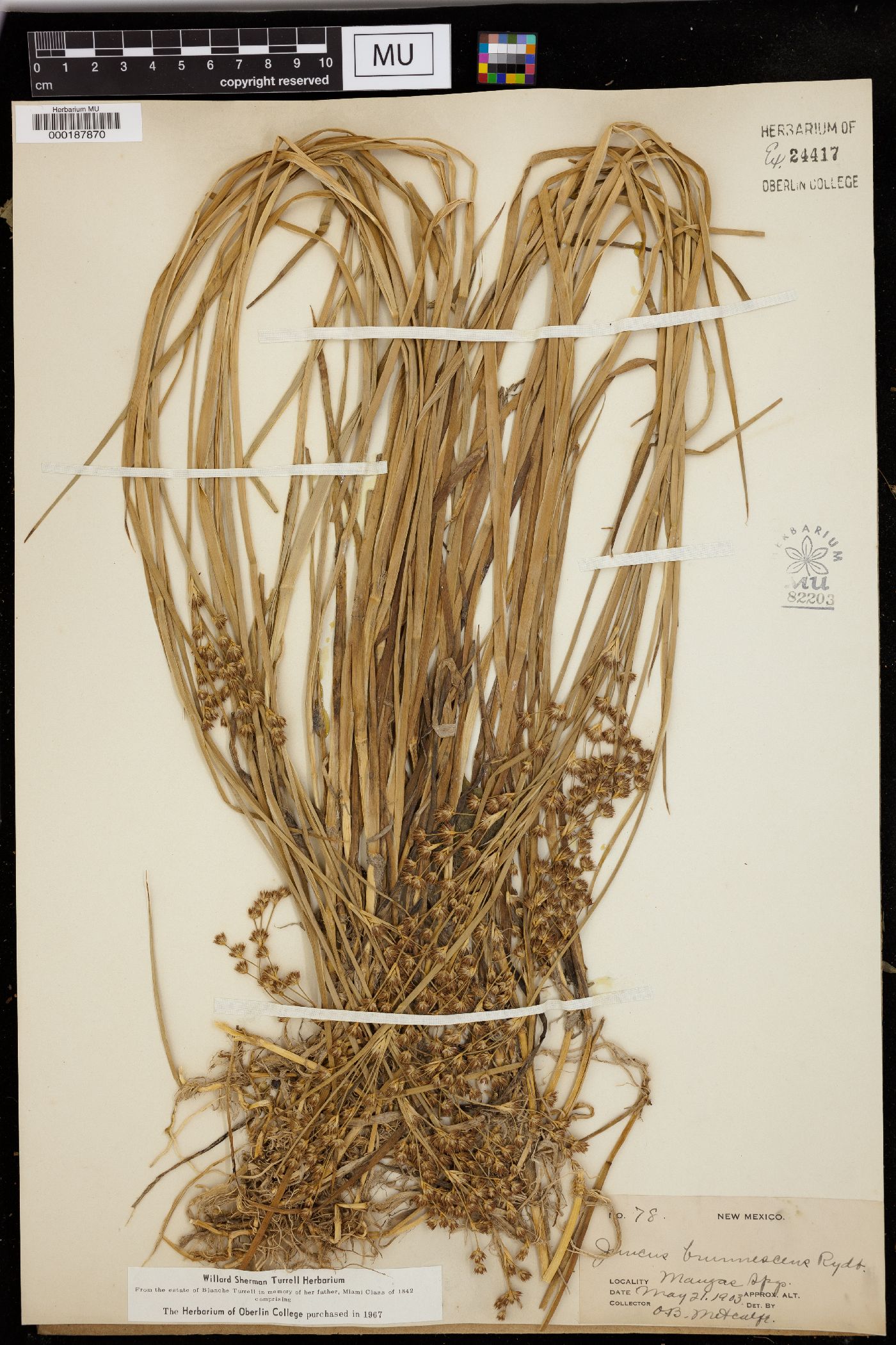 Juncus brunnescens image