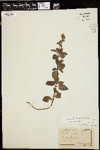 Mentha × piperita image