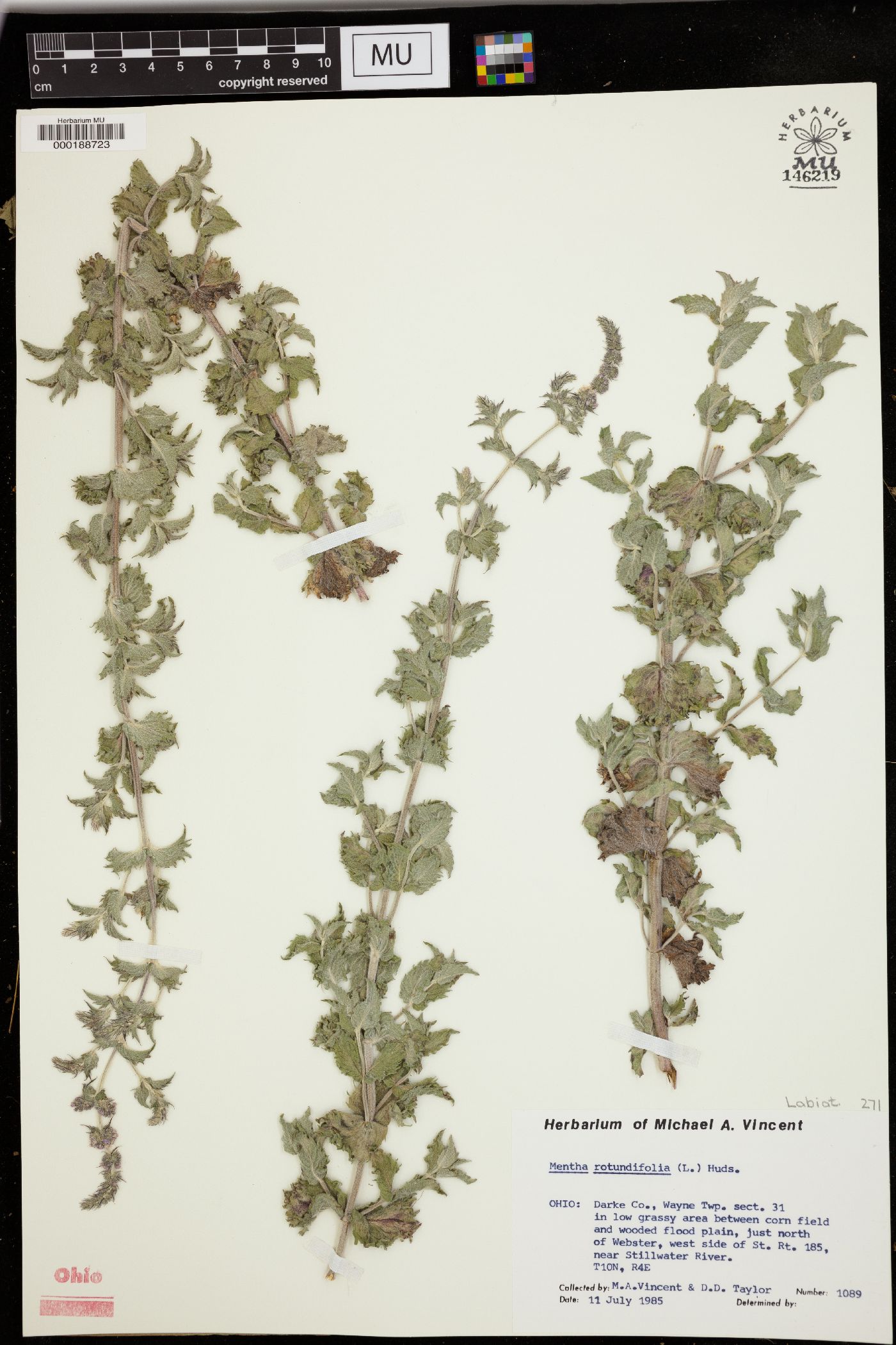 Mentha × rotundifolia image
