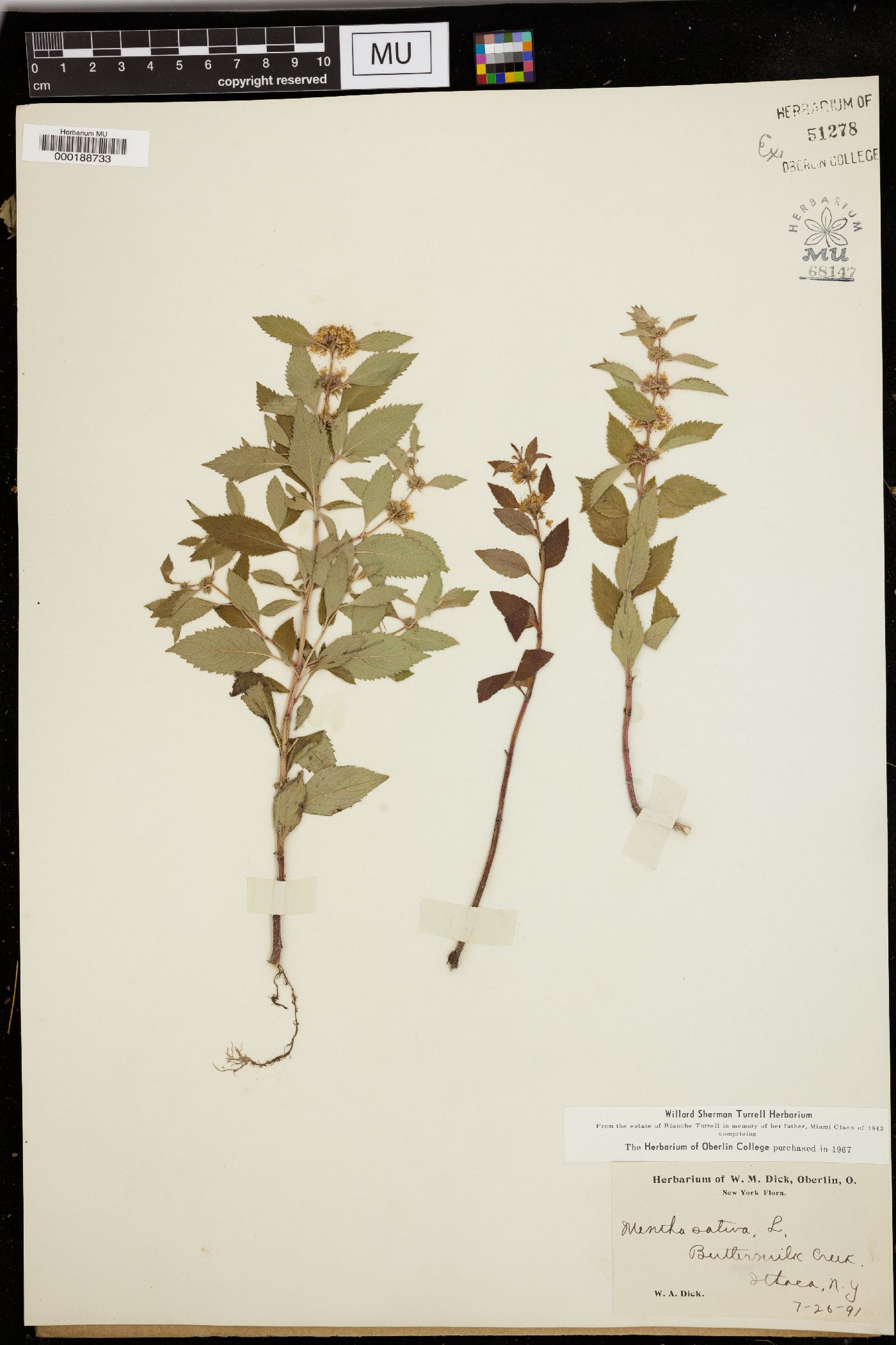 Mentha sativa image