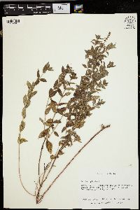 Mentha spicata image