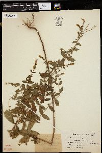 Mentha spicata image