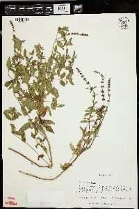 Mentha spicata image