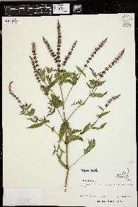 Mentha spicata image