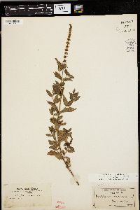 Mentha spicata image