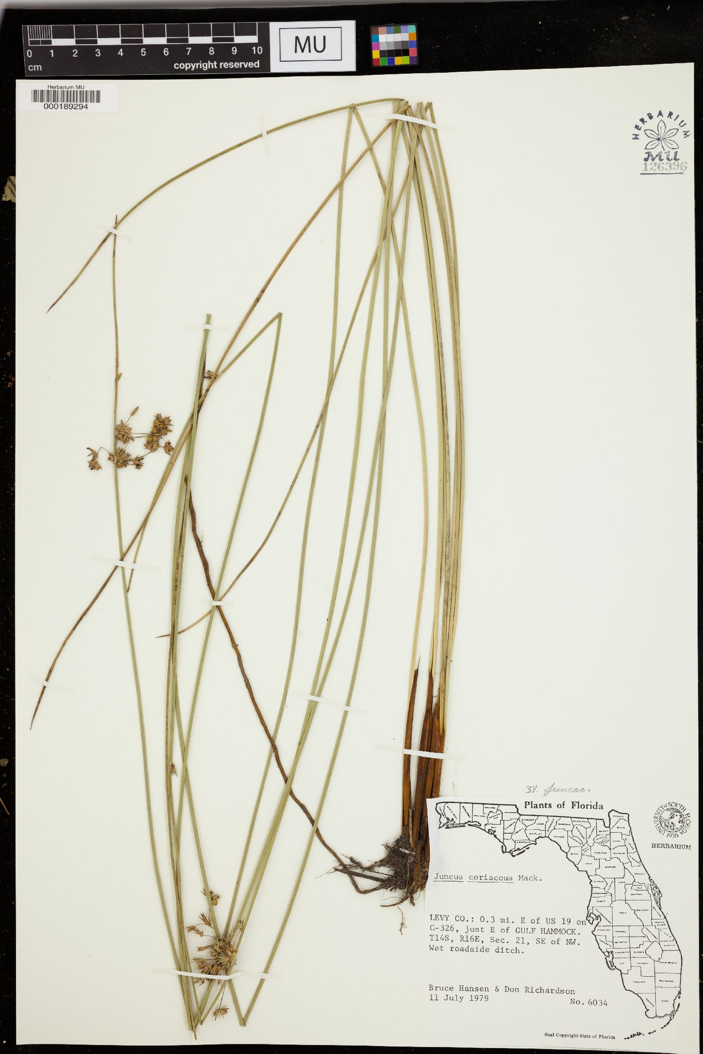 Juncus coriaceus image