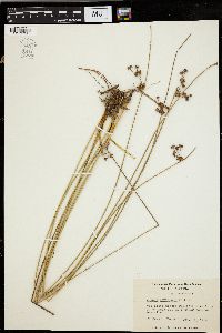 Juncus coriaceus image