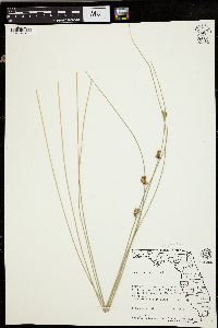 Juncus coriaceus image