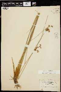 Juncus coriaceus image