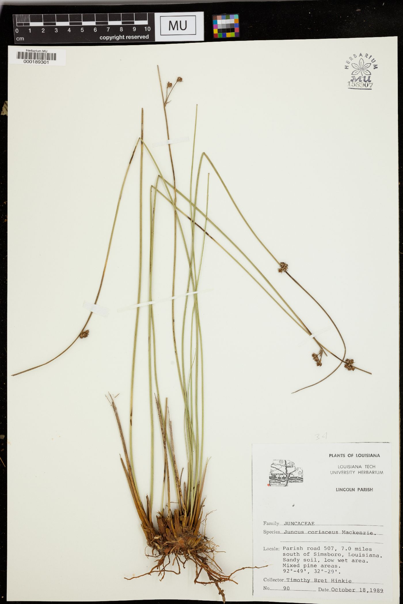 Juncus coriaceus image