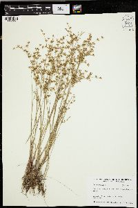 Juncus diffusissimus image