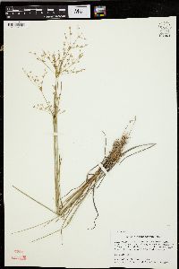 Juncus diffusissimus image