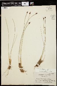 Juncus drummondii image